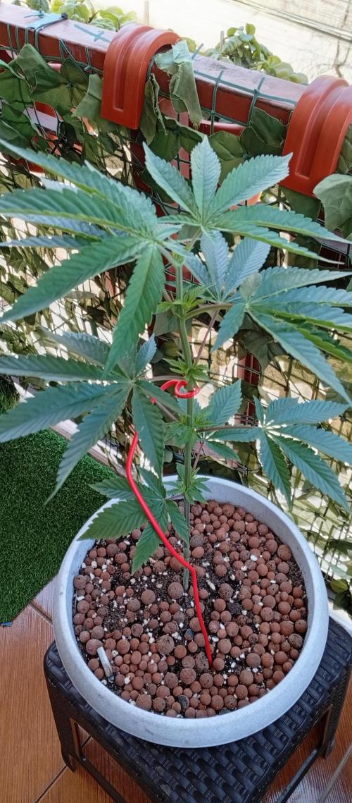 GMOxPakistanxMimosa. Week 6