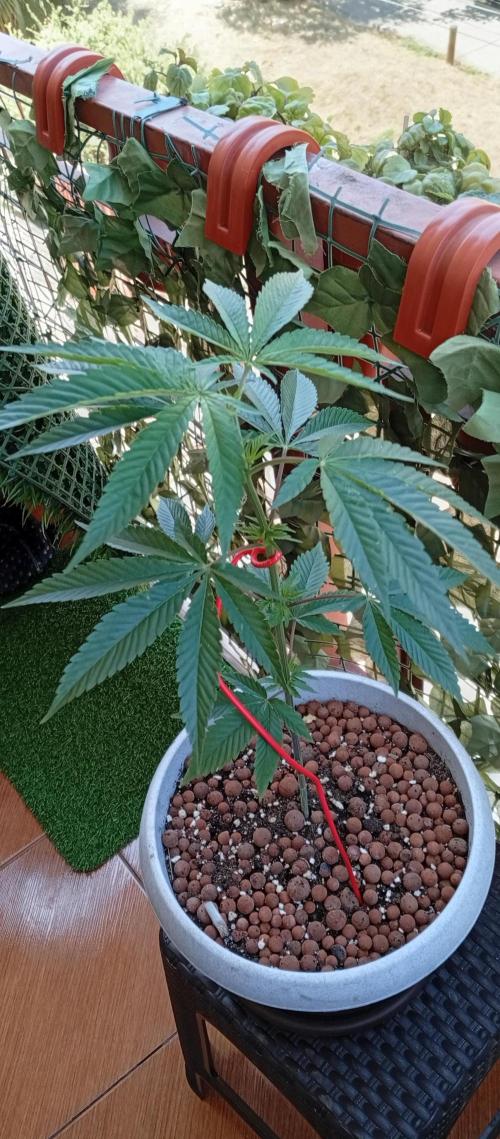 GMOxPakistanxMimosa. Week 6