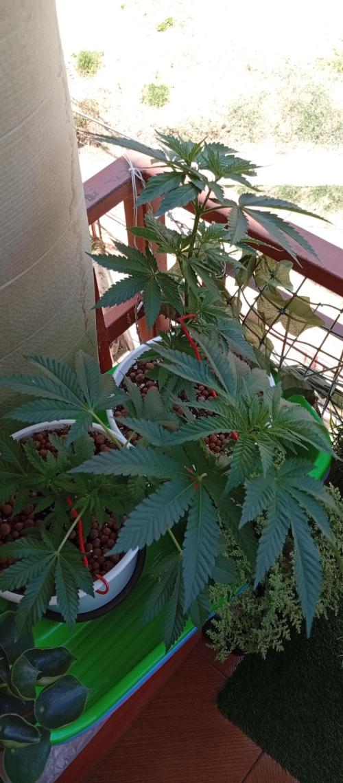 ChocotangieXCelestialGas. Week 6