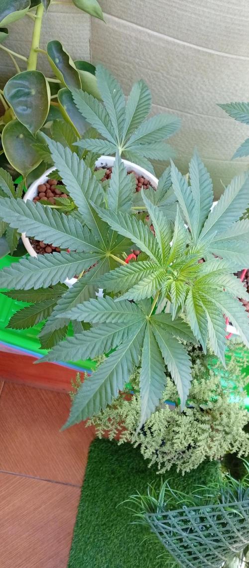 ChocotangieXCelestialGas. Week 6