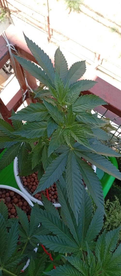 ChocotangieXCelestialGas. Week 6