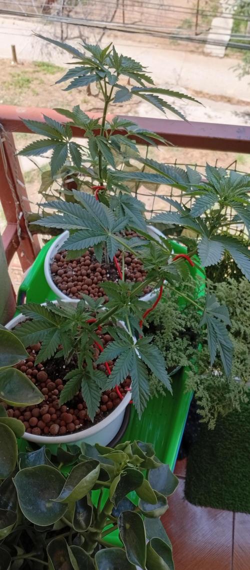 ChocotangieXCelestialGas. Week 6