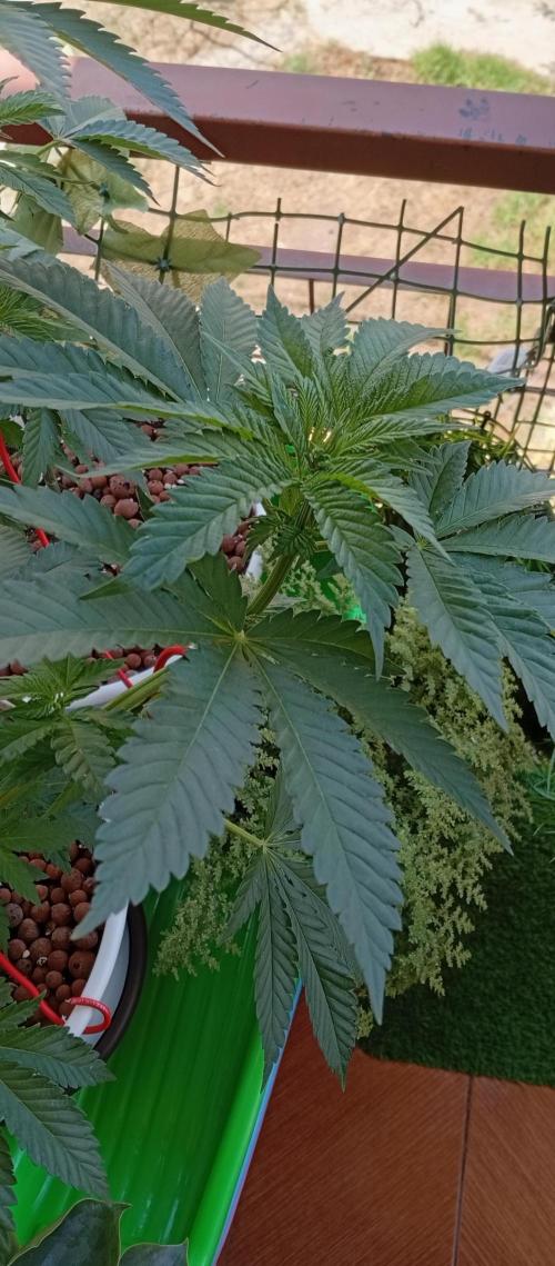 ChocotangieXCelestialGas. Week 6