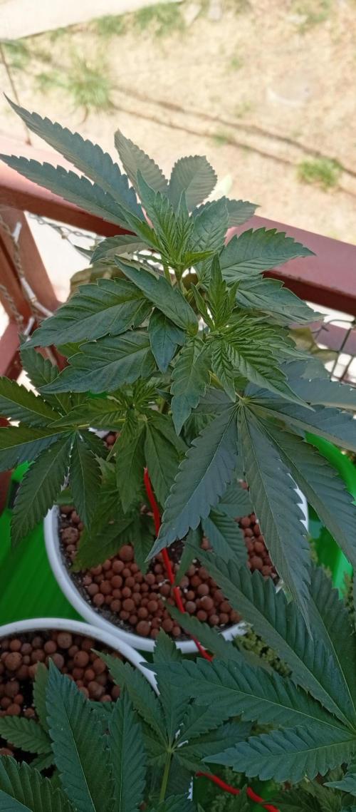 ChocotangieXCelestialGas. Week 6