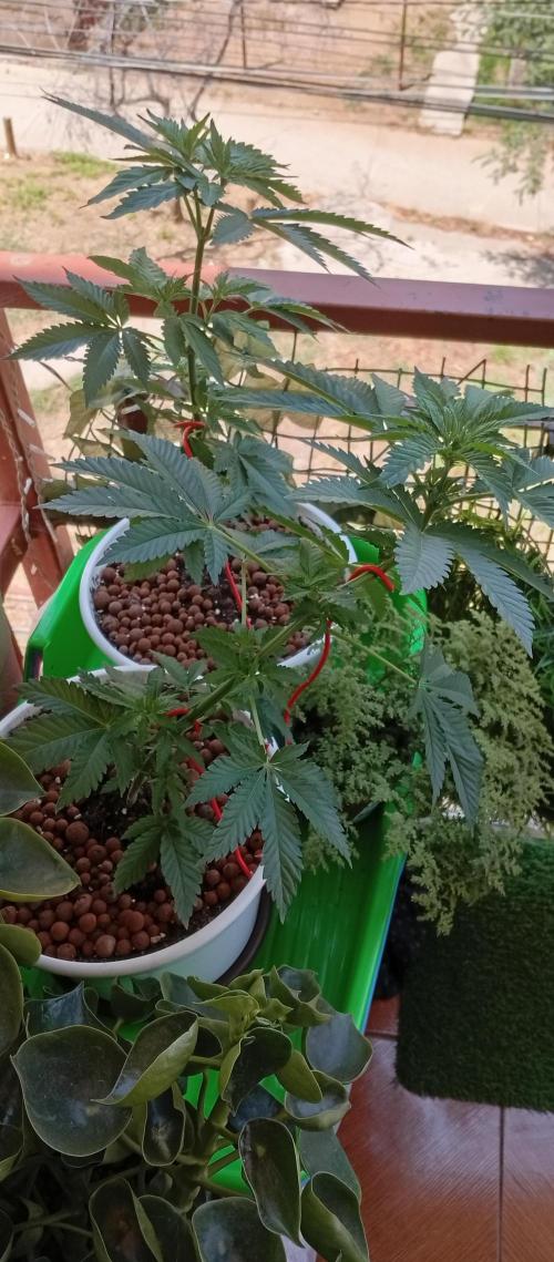 ChocotangieXCelestialGas. Week 6