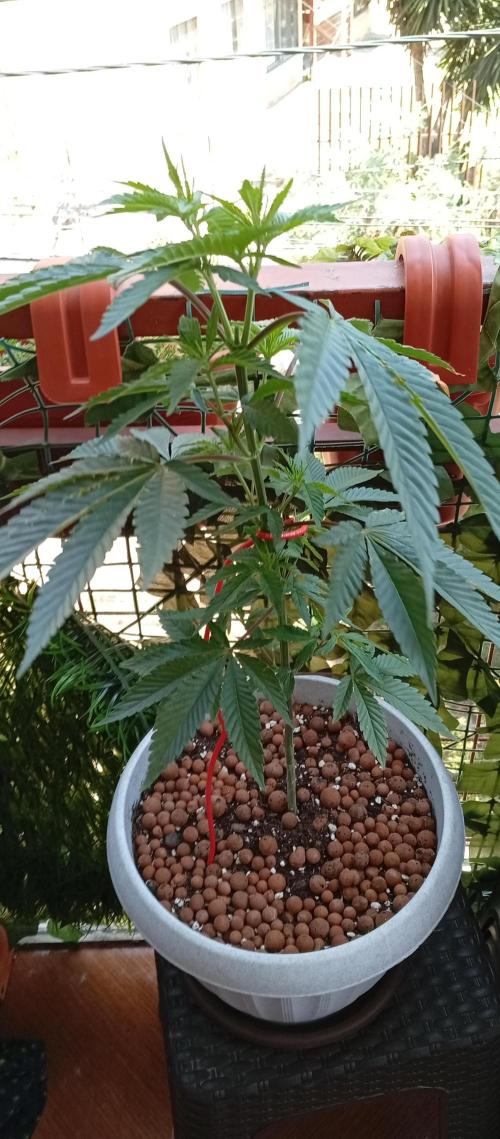 ChocotangieXCelestialGas. Week 7