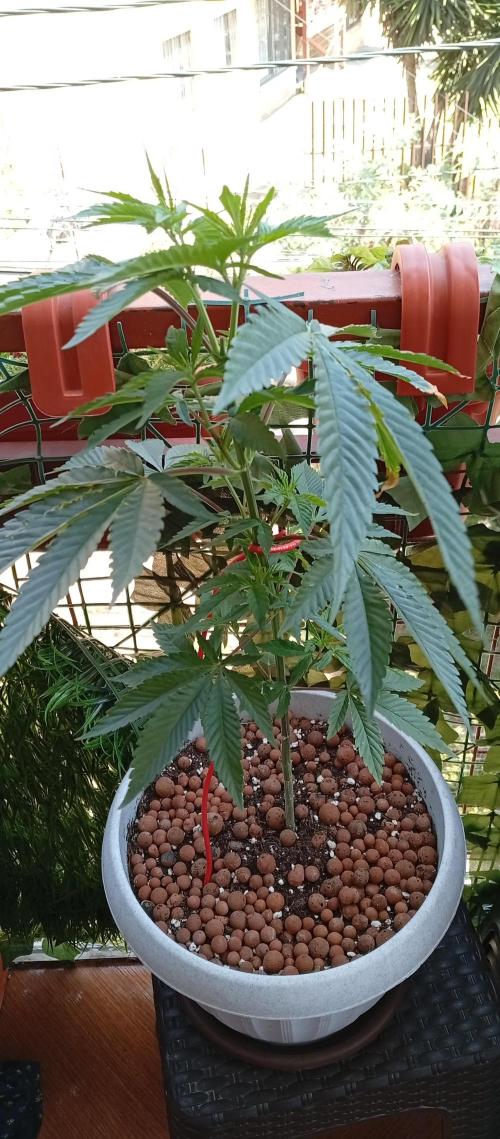 ChocotangieXCelestialGas. Week 7