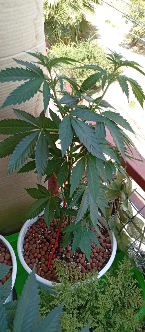 ChocotangieXCelestialGas. Week 7