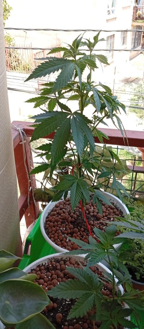 ChocotangieXCelestialGas. Week 7