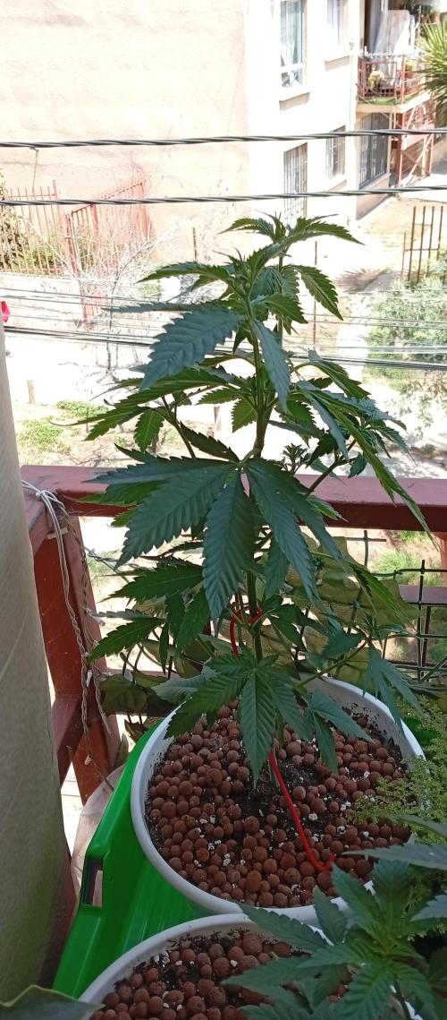 ChocotangieXCelestialGas. Week 7