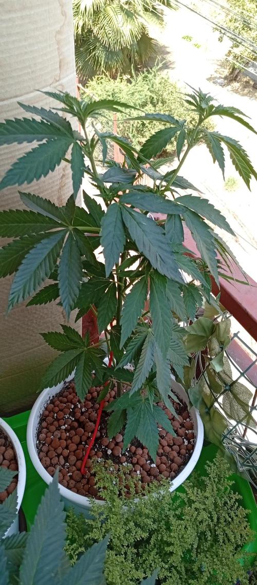 ChocotangieXCelestialGas. Week 7