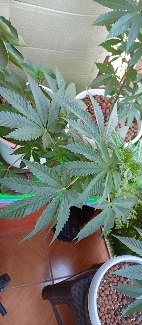 ChocotangieXCelestialGas. Week 7