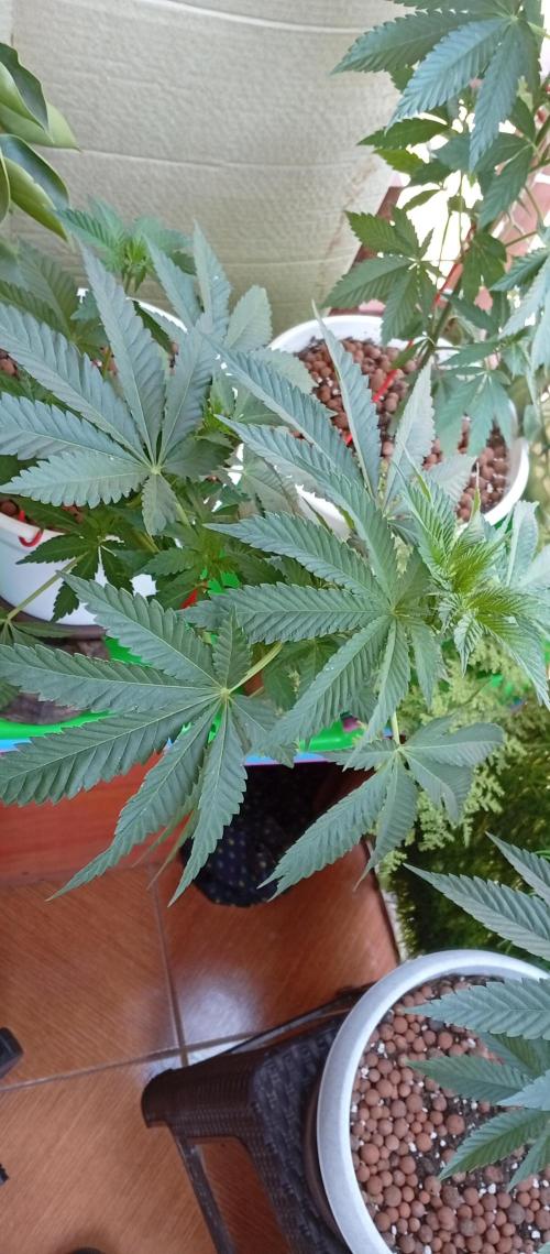 ChocotangieXCelestialGas. Week 7