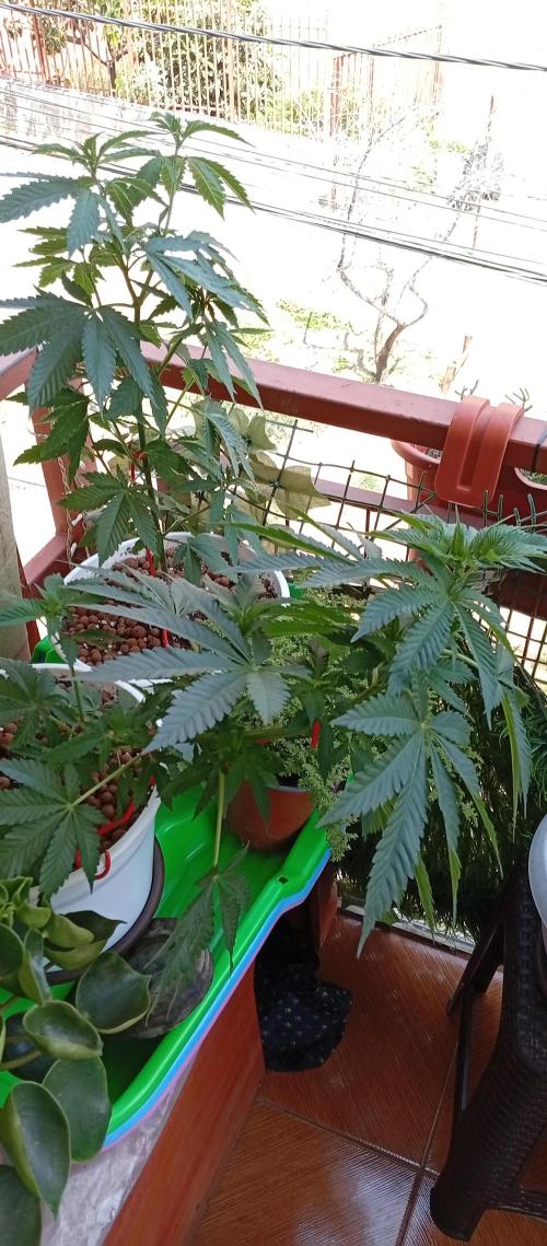 ChocotangieXCelestialGas. Week 7