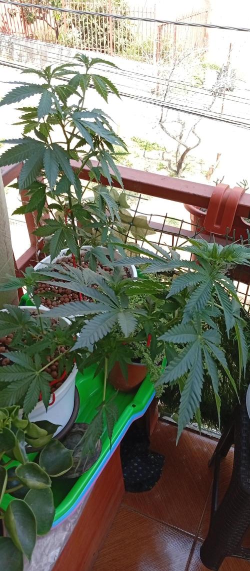 ChocotangieXCelestialGas. Week 7