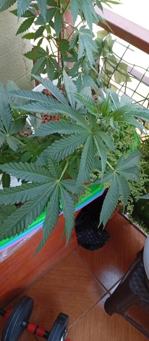 ChocotangieXCelestialGas. Week 7