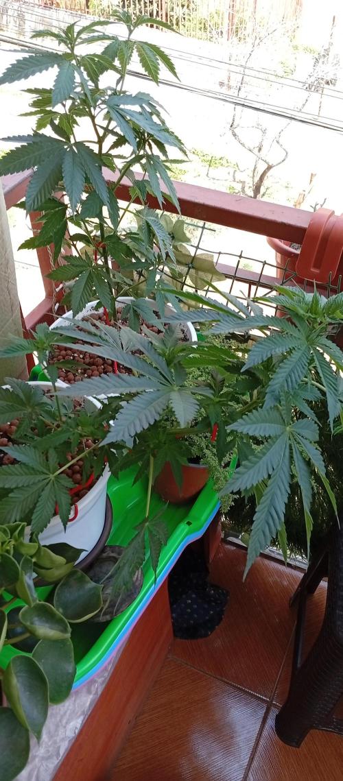 ChocotangieXCelestialGas. Week 7