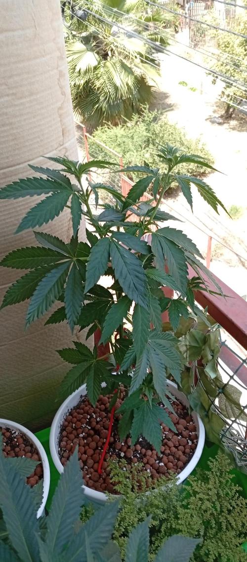 ChocotangieXCelestialGas. Week 7