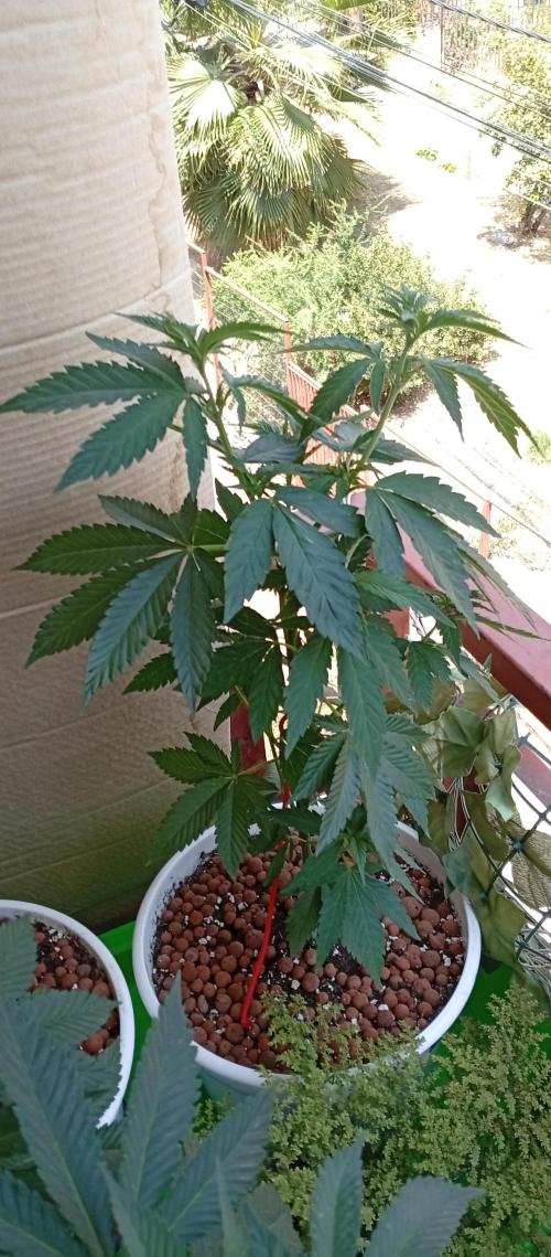 ChocotangieXCelestialGas. Week 7