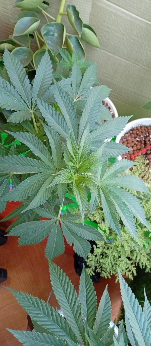 ChocotangieXCelestialGas. Week 7