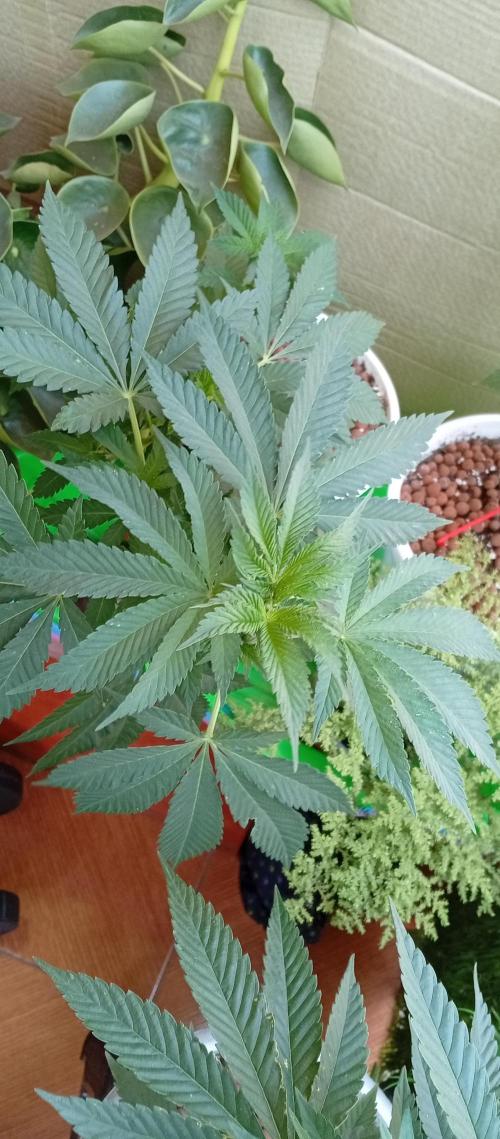 ChocotangieXCelestialGas. Week 7