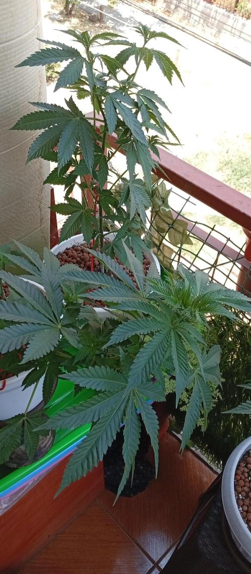 ChocotangieXCelestialGas. Week 7