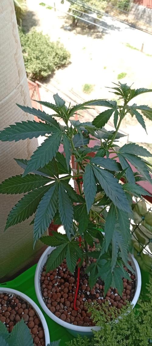 ChocotangieXCelestialGas. Week 7