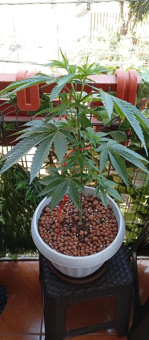 GMOxPakistanxMimosa. Week 7