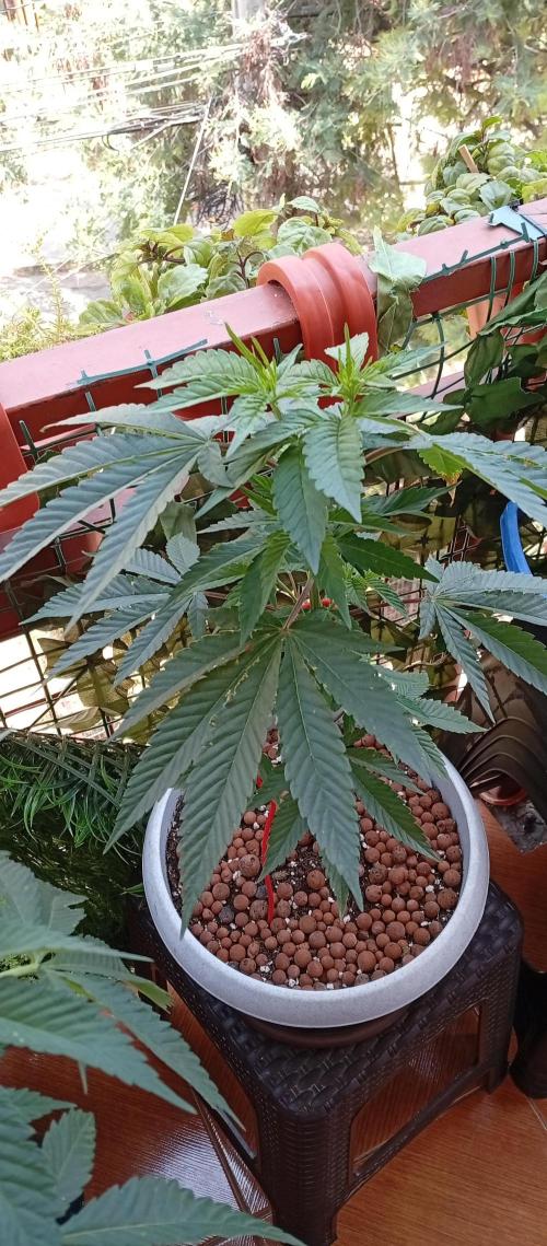 GMOxPakistanxMimosa. Week 7