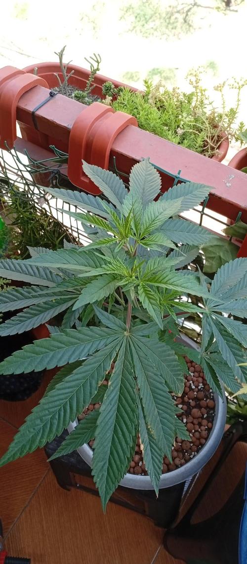 GMOxPakistanxMimosa. Week 7