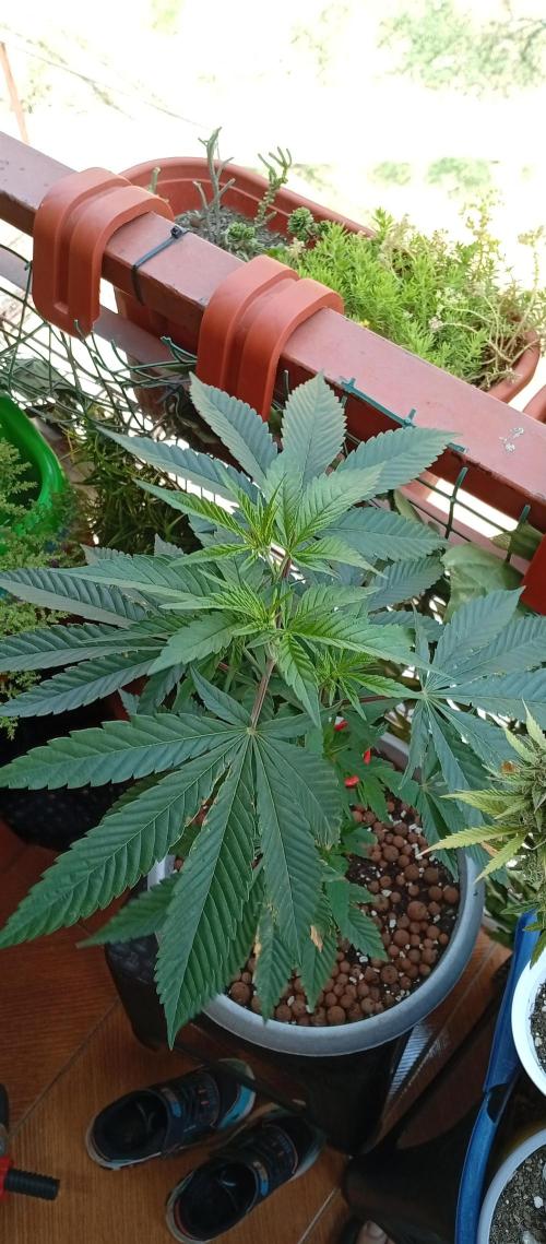 GMOxPakistanxMimosa. Week 7