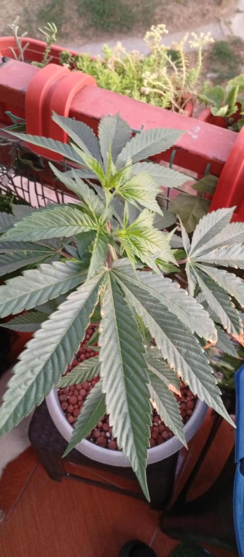 GMOxPakistanxMimosa. Week 7