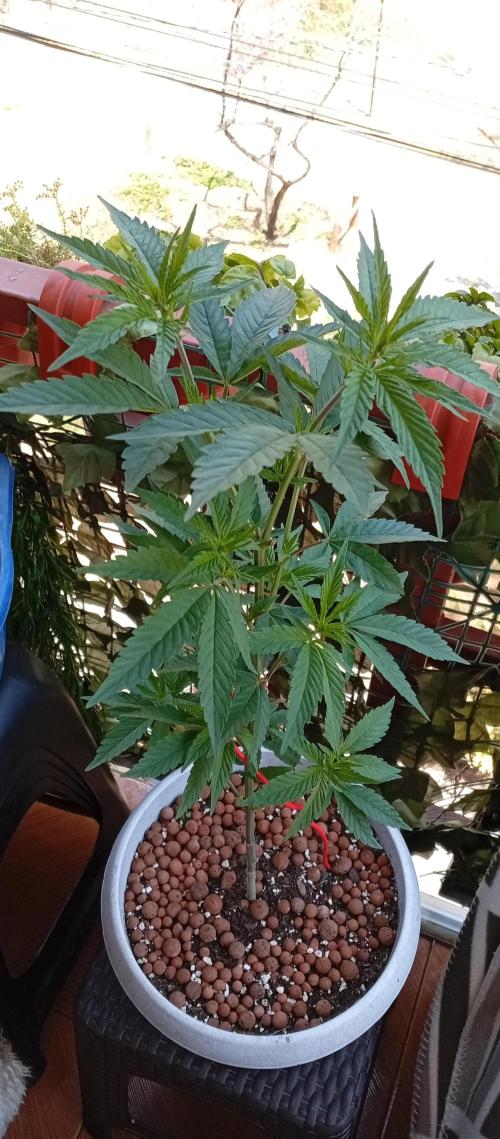 GMOxPakistanxMimosa. Week 8