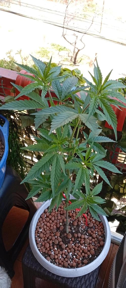 GMOxPakistanxMimosa. Week 8