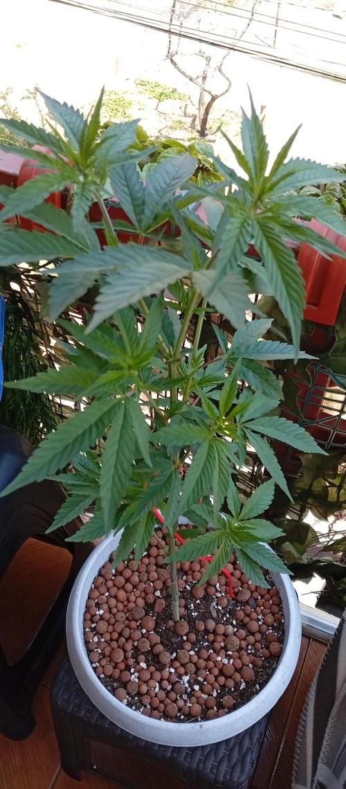 GMOxPakistanxMimosa. Week 8