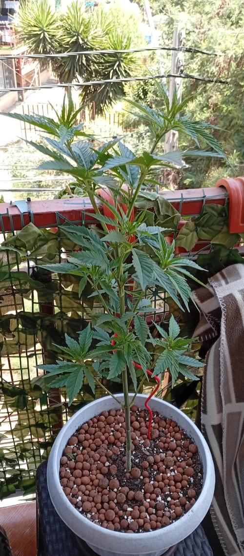 GMOxPakistanxMimosa. Week 8