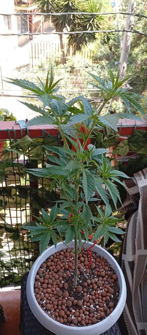 GMOxPakistanxMimosa. Week 8