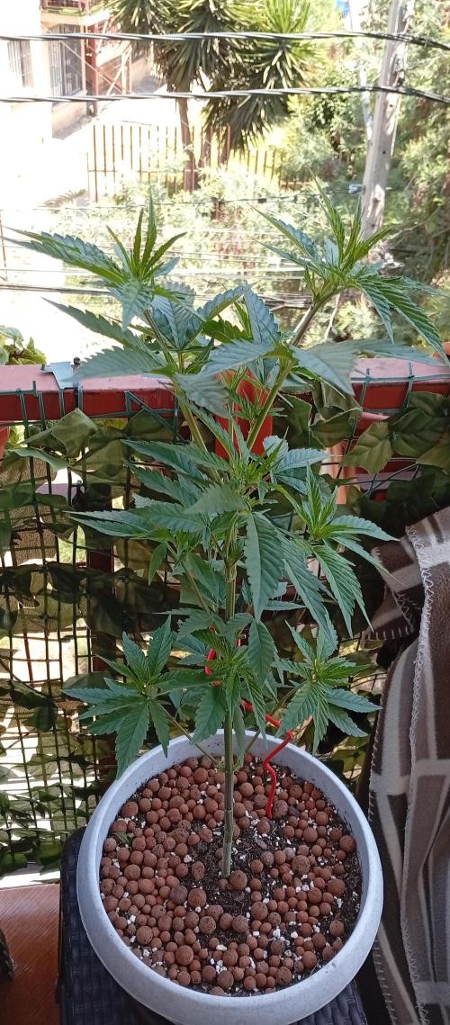 GMOxPakistanxMimosa. Week 8