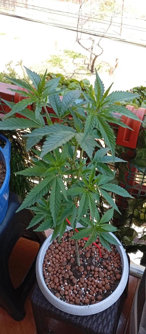 GMOxPakistanxMimosa. Week 8