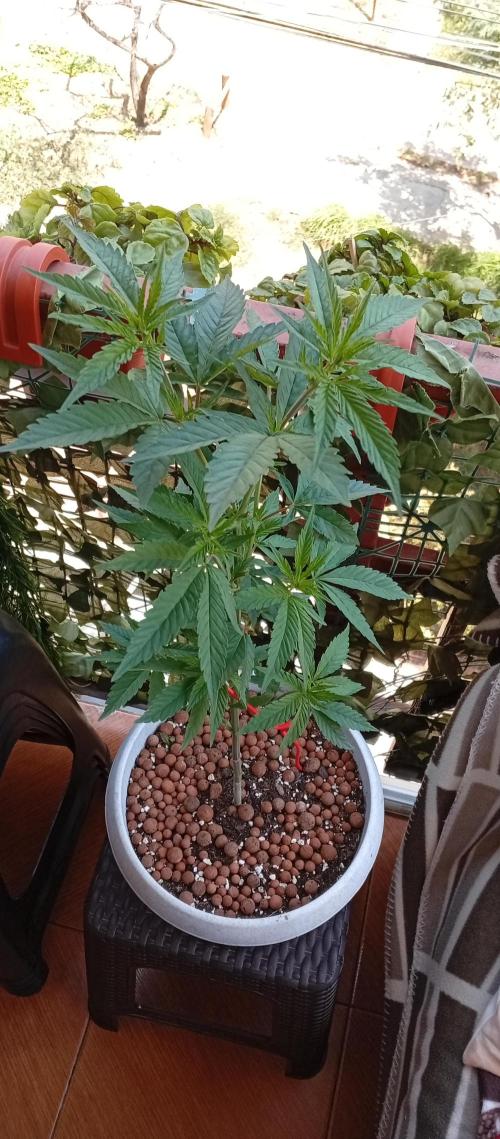 GMOxPakistanxMimosa. Week 8