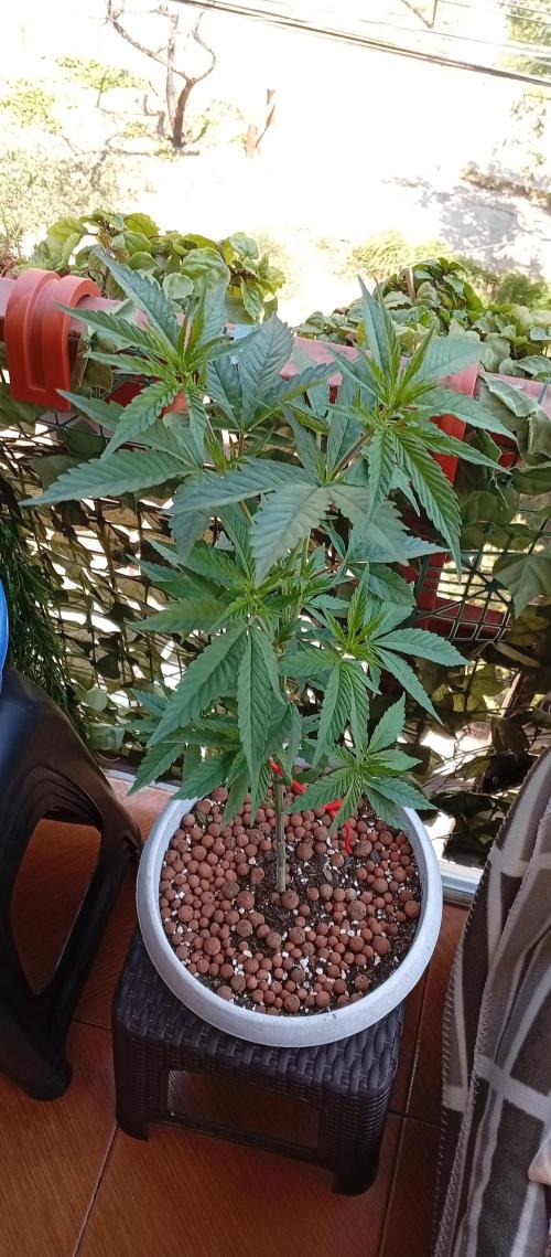 GMOxPakistanxMimosa. Week 8