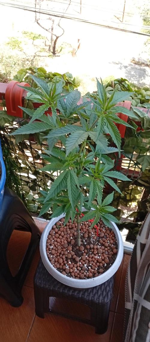 GMOxPakistanxMimosa. Week 8