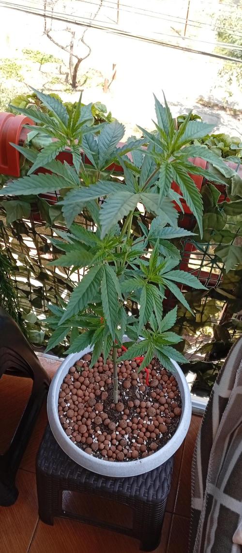 GMOxPakistanxMimosa. Week 8