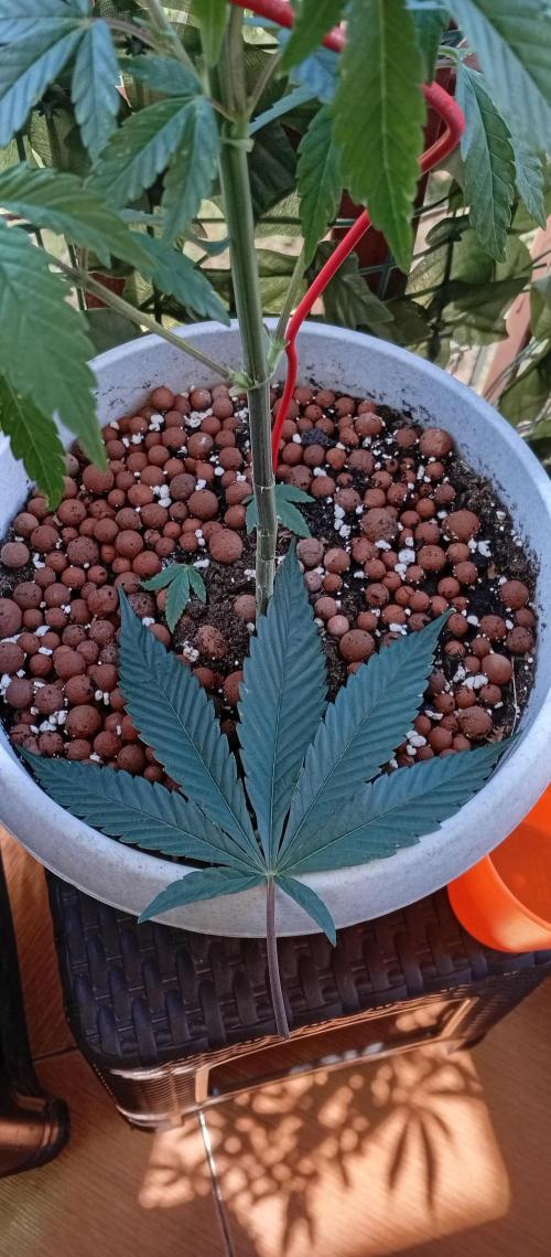 GMOxPakistanxMimosa. Week 8