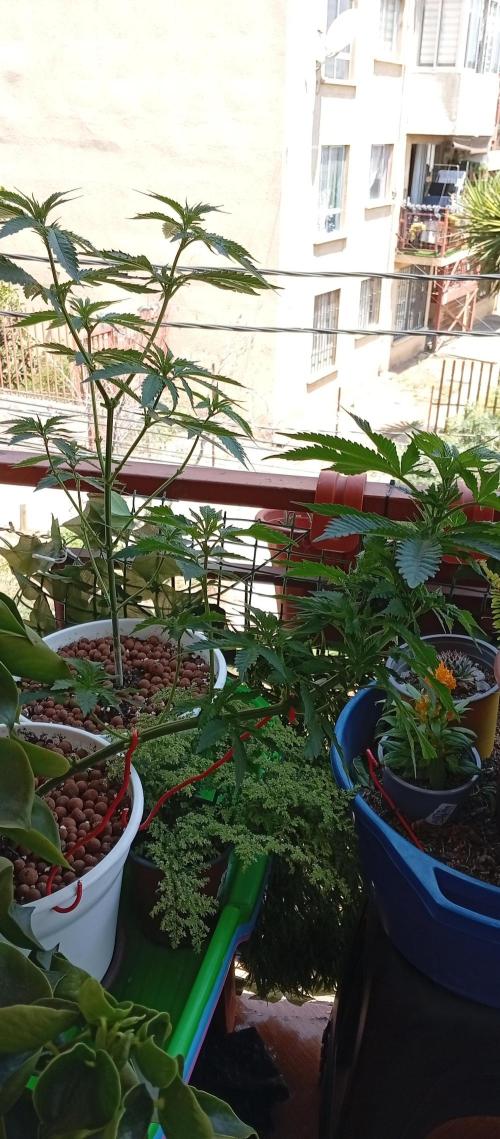 ChocotangieXCelestialGas. Week 8