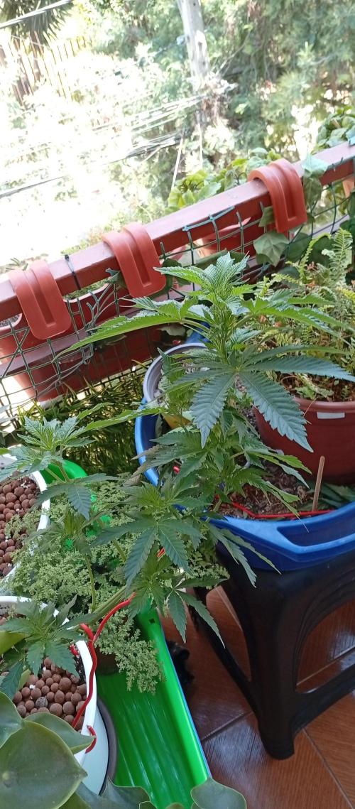 ChocotangieXCelestialGas. Week 8