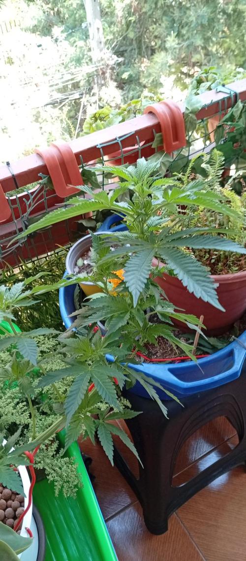 ChocotangieXCelestialGas. Week 8