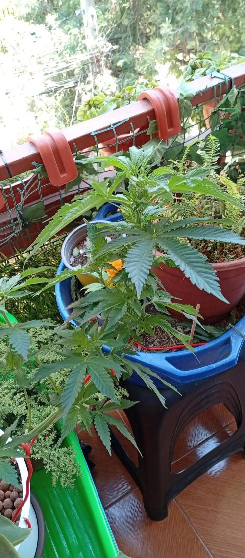 ChocotangieXCelestialGas. Week 8