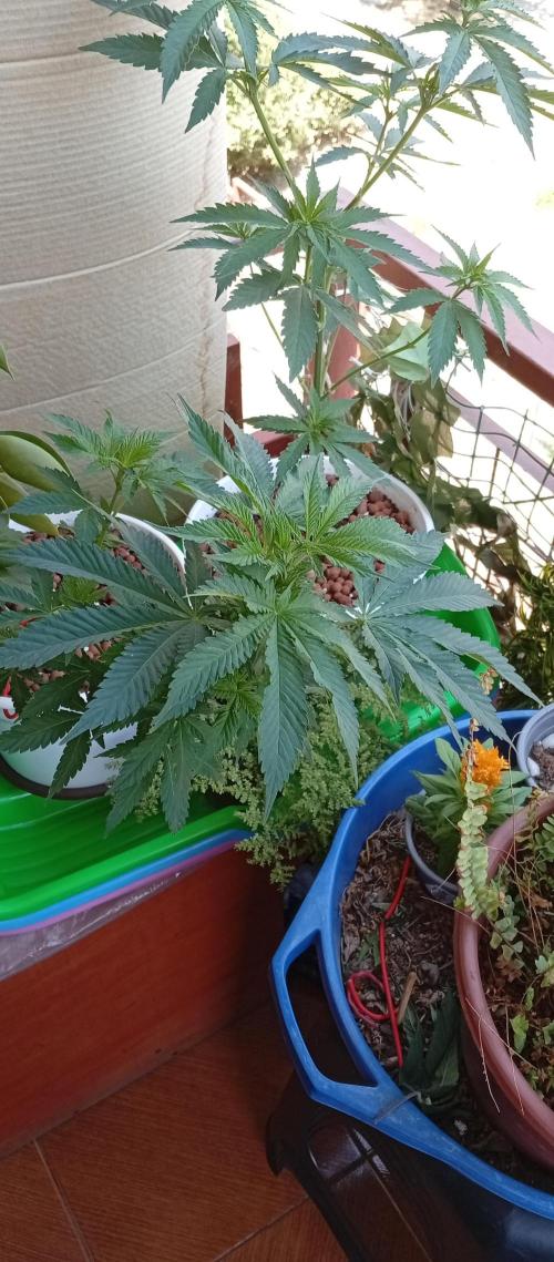 ChocotangieXCelestialGas. Week 8