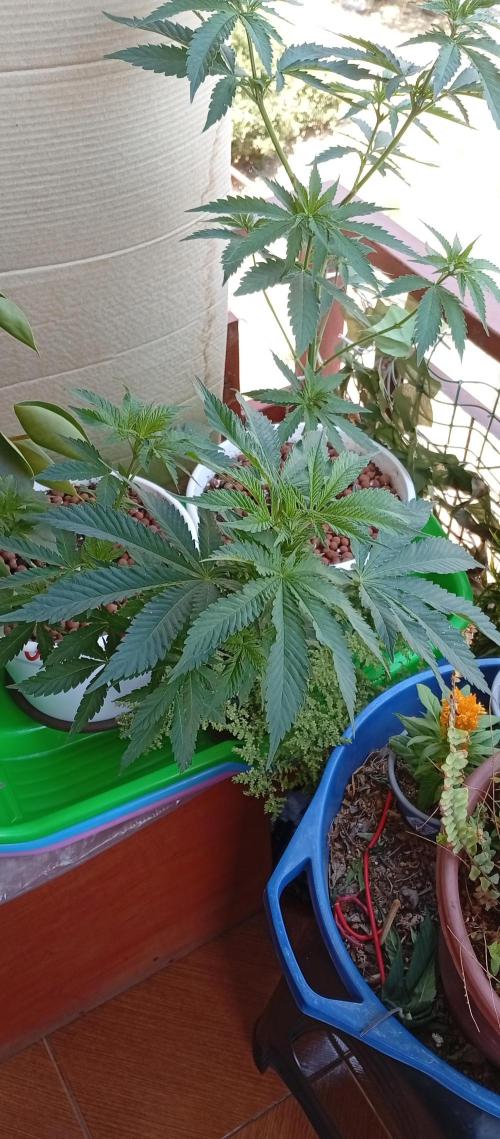 ChocotangieXCelestialGas. Week 8